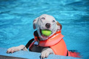Précautions chien & piscine