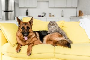 Entente Chien et Chat, les Bons Gestes