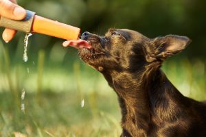 Votre Chien et la Canicule