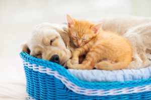 Pourquoi les chatons et les chiots dorment autant