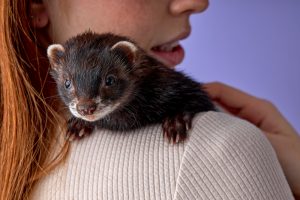 Le furet comme animal de compagnie