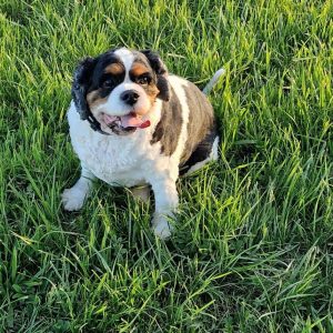 Loustic le Cavalier King