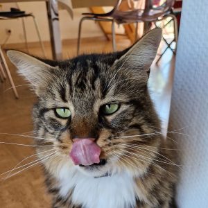 Oggy le croisé Maine Coon