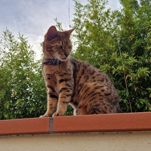 Ulysse le Bengal