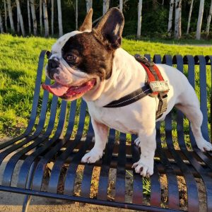 Roméo le Bouledogue Français