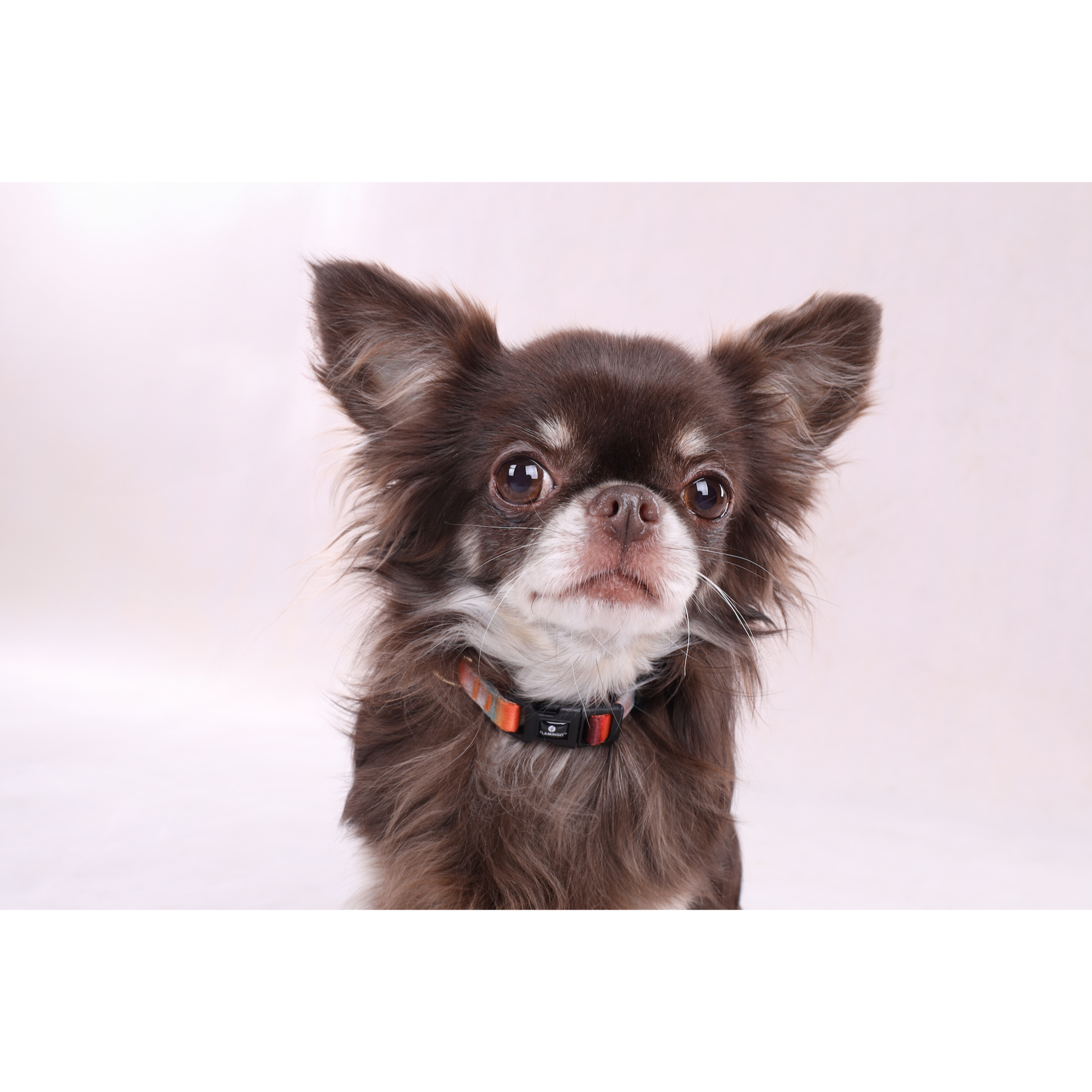 Flamingo Collier Chien Naja – Image 4