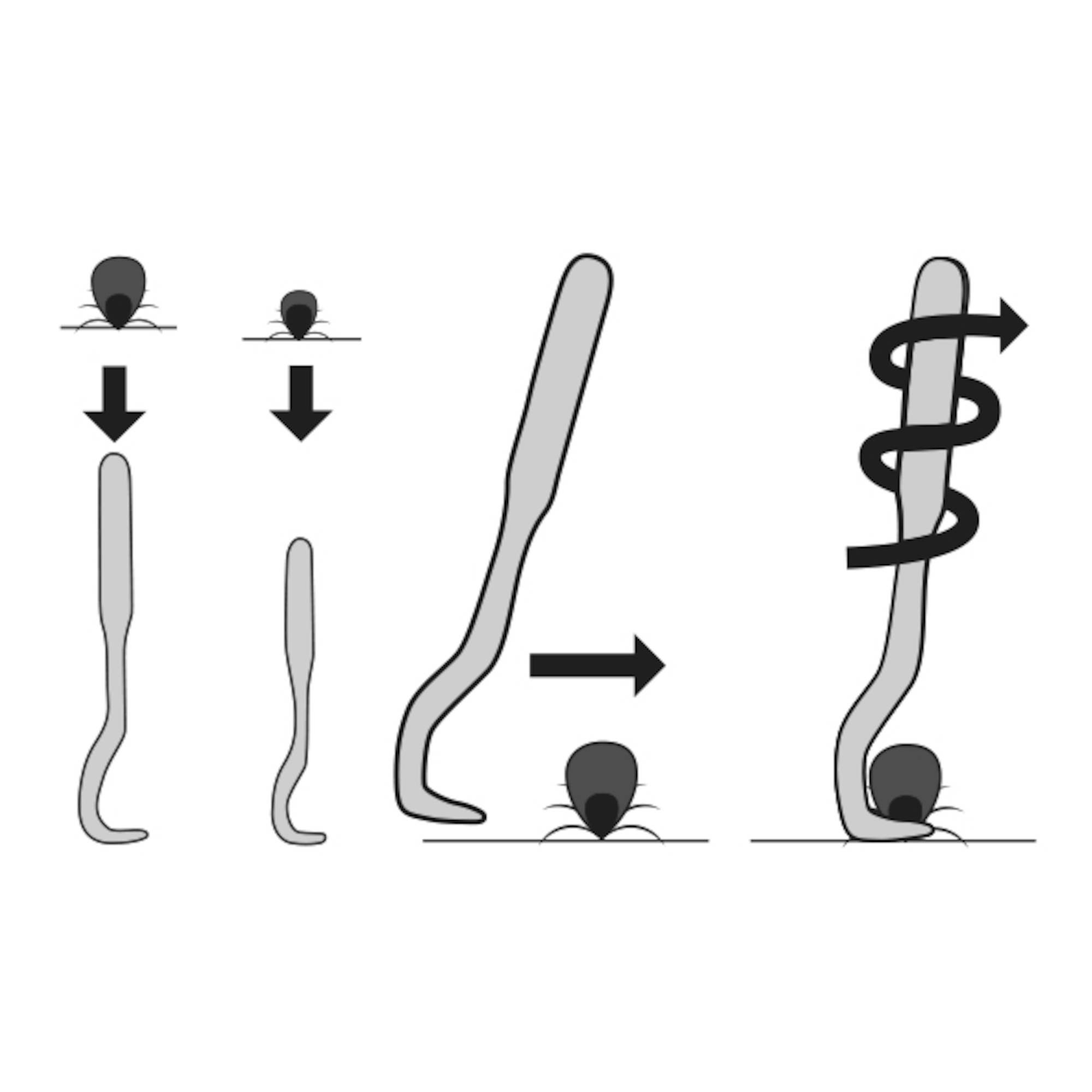 Flamingo Tire-Tique Vardy pour Chat – Image 2