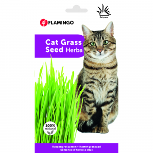 Flamingo Herbe à Chat