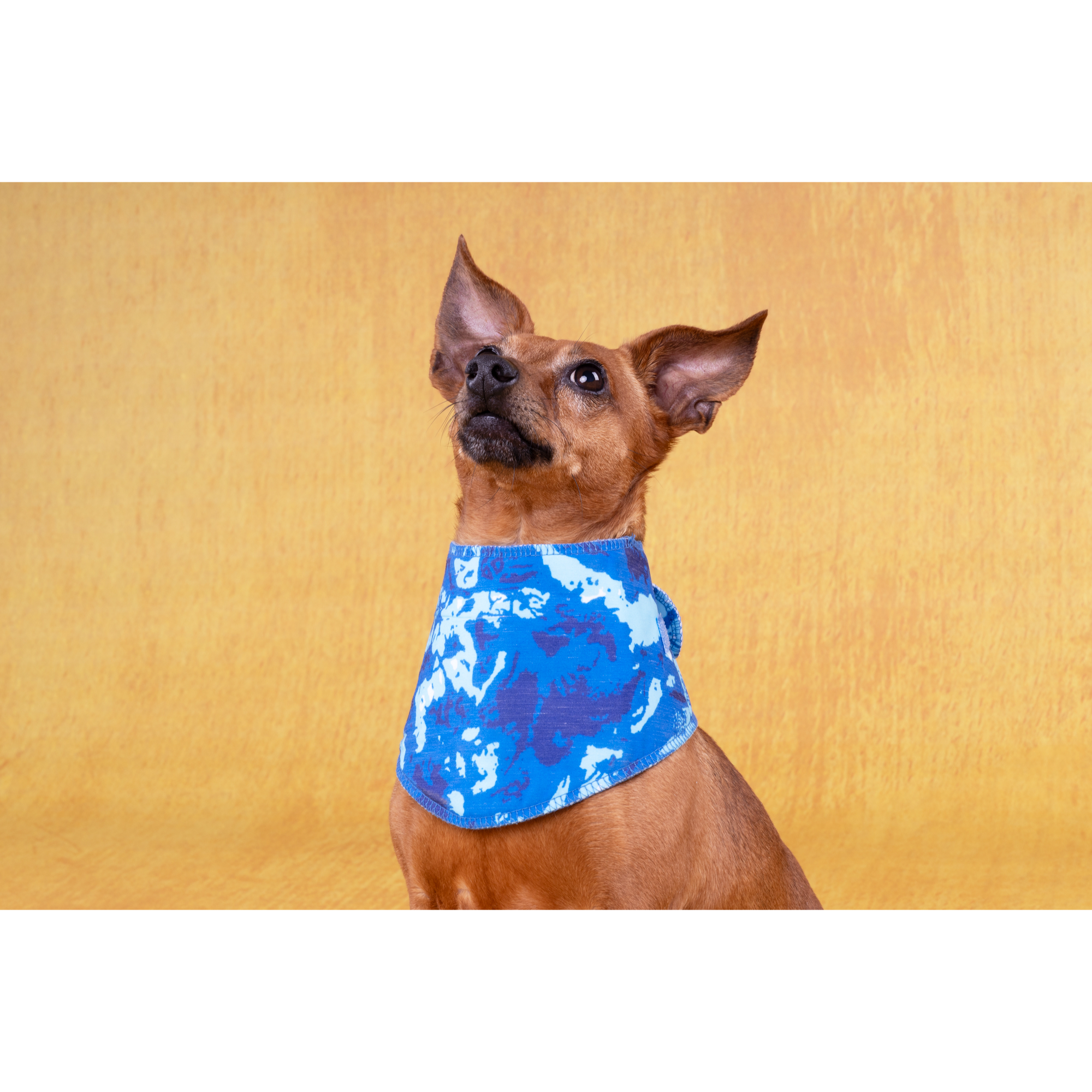 Bandana Rafraîchissant pour Chien Bleu L – Image 3