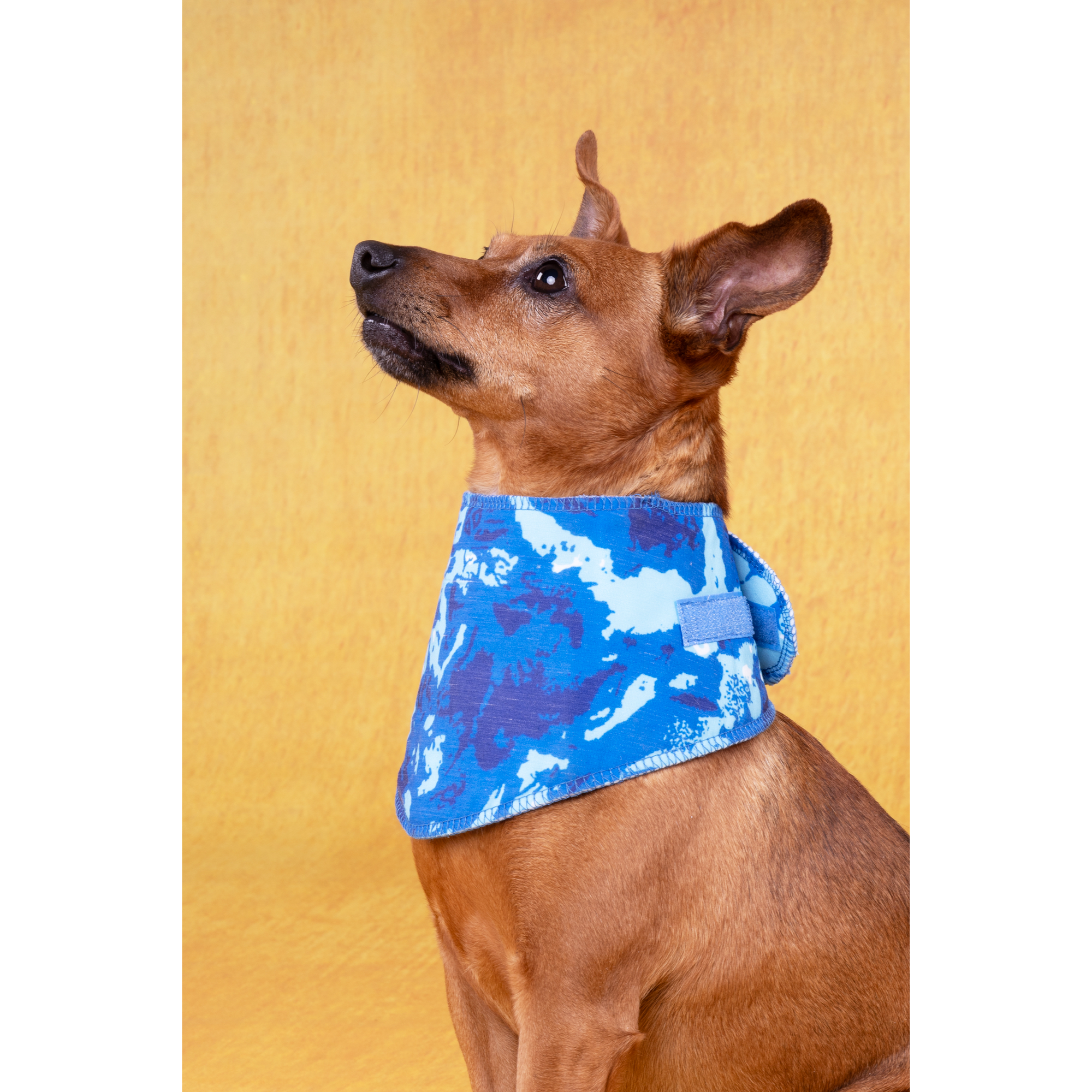 Bandana Rafraîchissant pour Chien Bleu L – Image 2